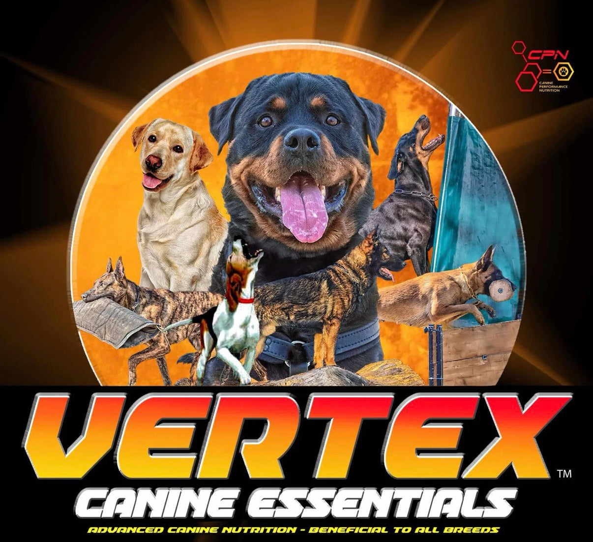 [Vertex] Muscle, Joint, Recovery